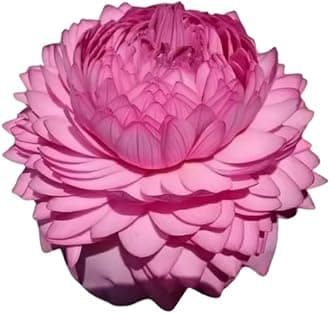 Lotus Live Plant (TUBER/Root) ULTIMATED THOUSAND Petal Double Lotus Orginal Variety Guarante Blooming With in 20 Days BIG Hybrid Water Lotus For OutDoor & Indoor(1000 Petal)