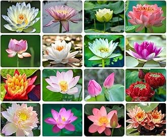 30PCS Bowl Lotus Seeds Bonsai Lotus Seeds for Planting Water Lily Flower Aquatic Plants Seed Pond Plants Non GMO Home Garden Plant Seed Flowering Aquatic Bonsai Plant (Nelumbo)