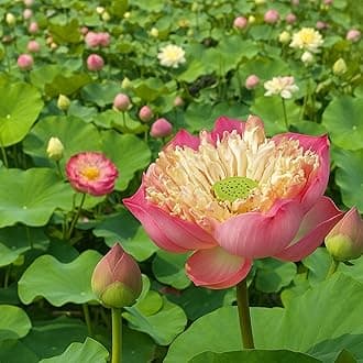 Indian Gardens - Lotus live Tubers | Live Plant | Aquatic plants | (Pack of 1)